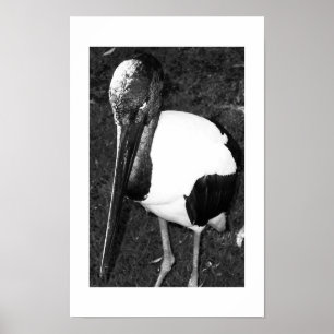 The Eyes That Follow Black and White Photography Poster
