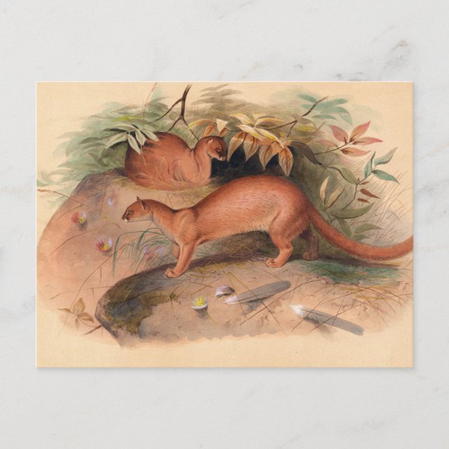 The Eyra by Joseph Wolf Postcard (Front)