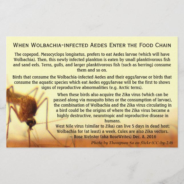 The Facts: Wolbachia-Infected Aedes by RoseWrites Flyer (Front)