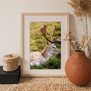 The Fallow Deer of the Glen Photo Print