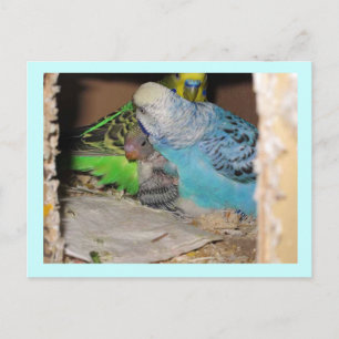 The Family Postcard