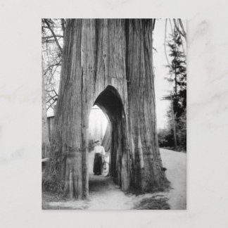 The Famous Bicycle Tree of Snohomish Postcard