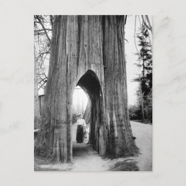 The Famous Bicycle Tree of Snohomish Postcard (Front)