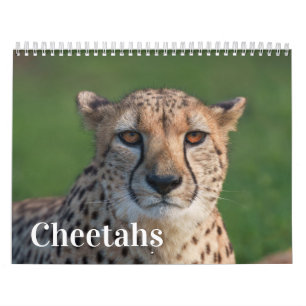 The Fast and the Beautiful: Cheetah Collection Calendar