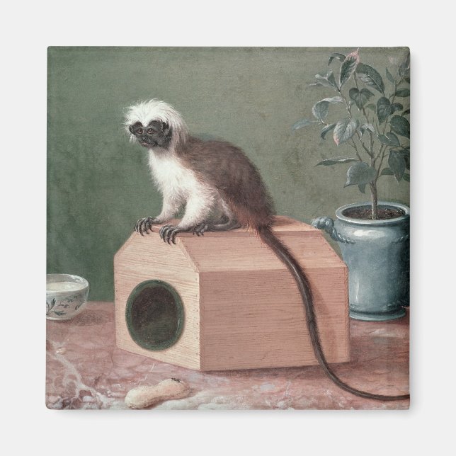The Favourite Monkey of Carl Linnaeus Magnet (Front)