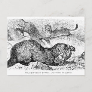 The Ferret Postcard