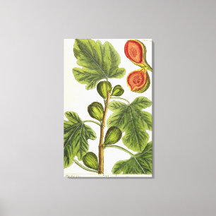 The Fig Tree, plate 125 from 'A Curious Herbal', p Canvas Print