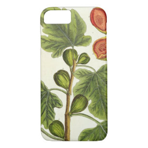 The Fig Tree, plate 125 from 'A Curious Herbal', p iPhone 8/7 Case