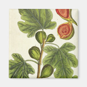 The Fig Tree, plate 125 from 'A Curious Herbal', p Magnet