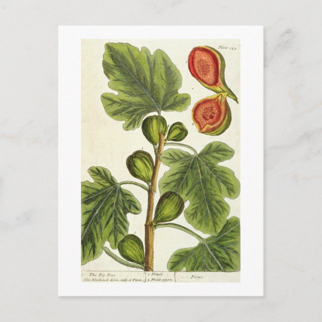 The Fig Tree, plate 125 from 'A Curious Herbal', p Postcard (Front)