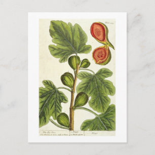 The Fig Tree, plate 125 from 'A Curious Herbal', p Postcard
