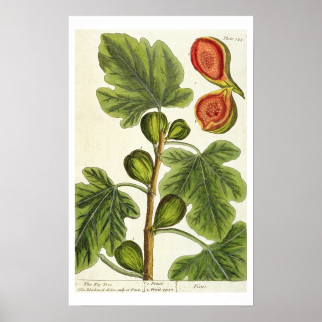 The Fig Tree, plate 125 from 'A Curious Herbal', p Poster (Front)