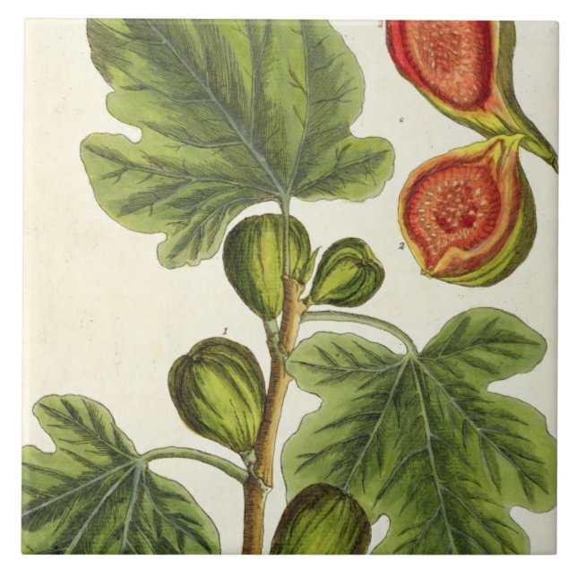 The Fig Tree, plate 125 from 'A Curious Herbal', p Tile (Front)