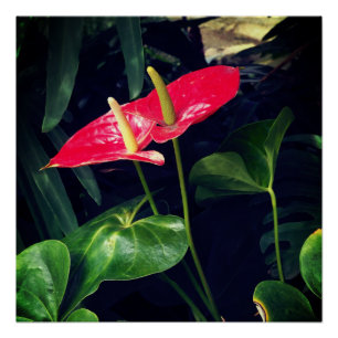 The Flamingo plant  Poster
