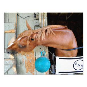 The Flaxen "All Included" Photo Print