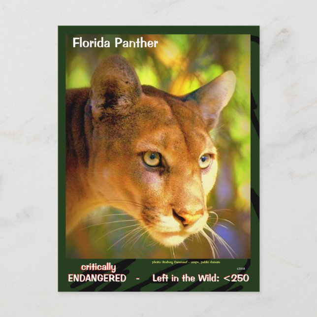 The Florida Panther, an endangered animal  -- Postcard (Front)