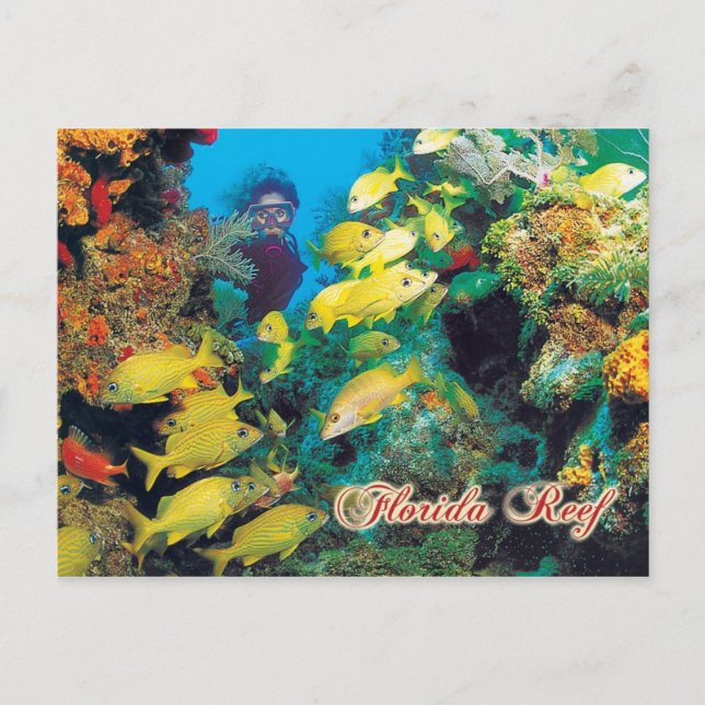The Florida Reef in the Florida Keys Postcard (Front)
