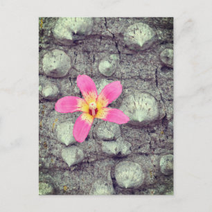 The floss silk tree. Ceiba speciosa. Poster Holiday Postcard