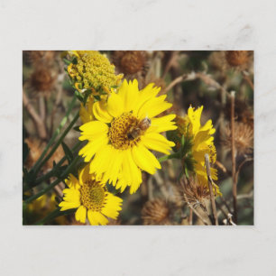 The Flower and the Bee Postcard