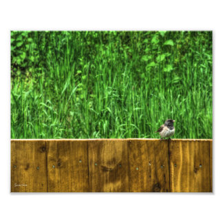 The Fluffy Bird Photo Print