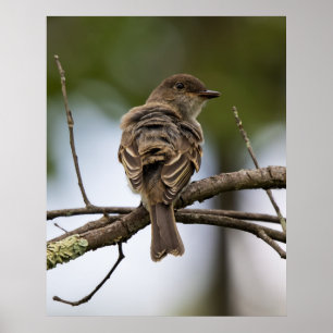 The Fly Catcher Poster