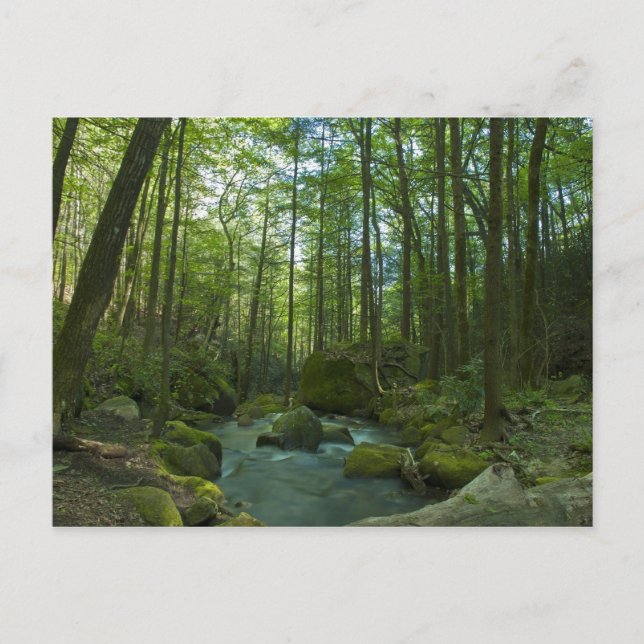The Forest Escape Postcard (Front)