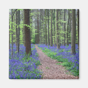 The Forest of Halle Halle, Belgium Magnet