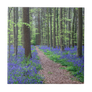 The Forest of Halle Halle, Belgium Tile