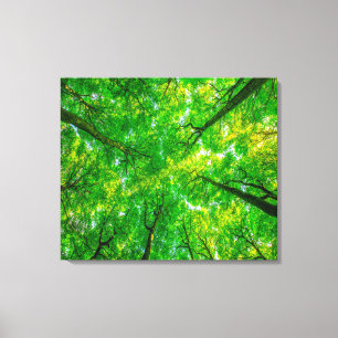 The Forest Stretched Canvas Print