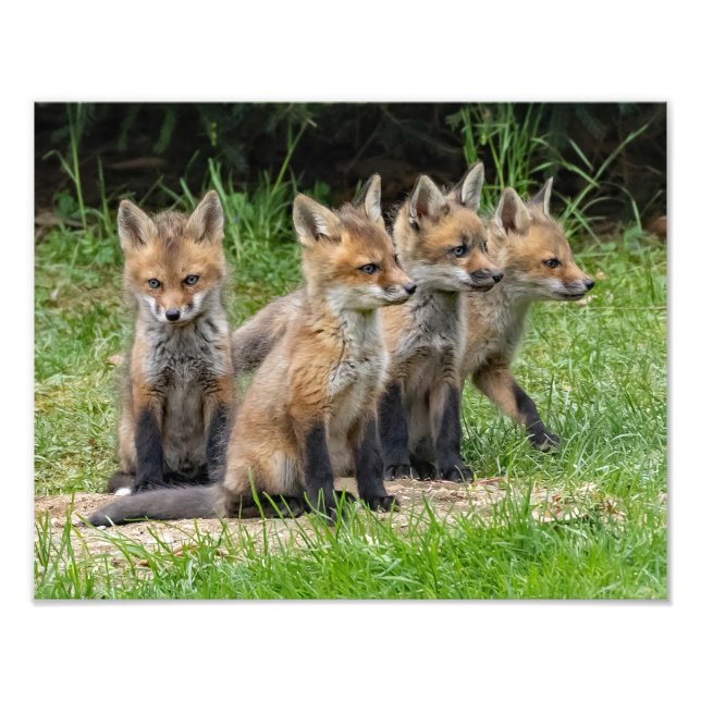 The Free Thinker Fox Photo Print (Front)