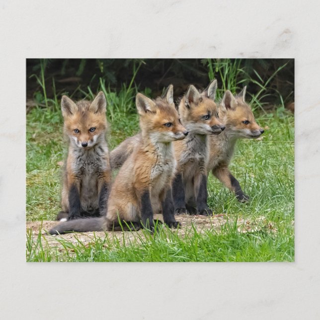 The Free Thinker Fox Postcard (Front)