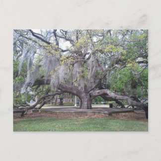 The Friendship Oak 2 Postcard