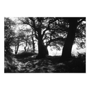 THE FRINGE (photographic) Photo Print