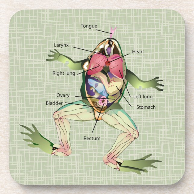 The Frog's Anatomy Coaster (Front)