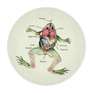 The Frog's Anatomy Cutting Board