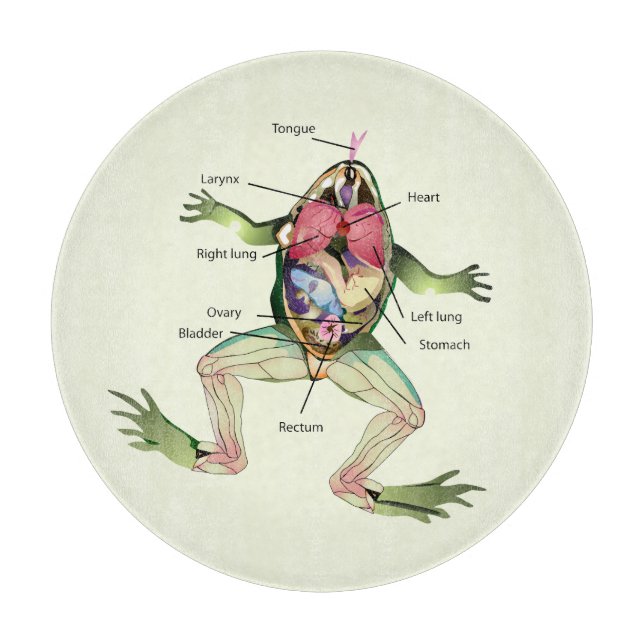 The Frog's Anatomy Cutting Board (Front)