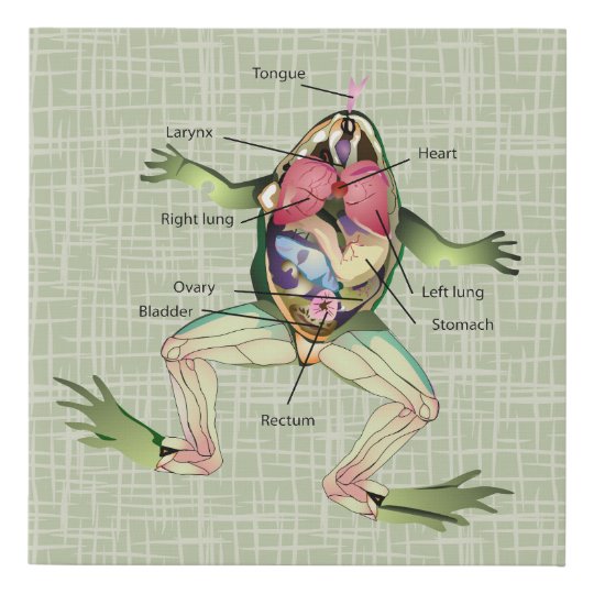 The Frog S Anatomy Faux Canvas Print Zazzle Co Nz The Frog S Anatomy Faux Canvas Print Zazzle Co Nz