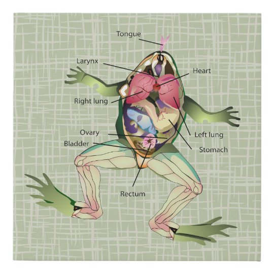 The Frog S Anatomy Faux Canvas Print Zazzle Co Nz