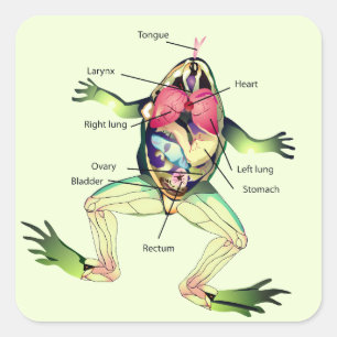 The Frog's Anatomy Green Square Sticker