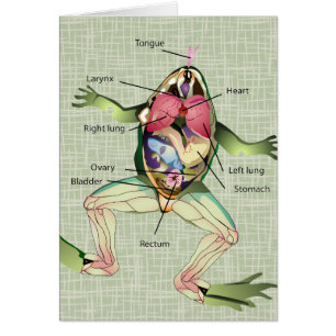 The Frog's Anatomy Illustration