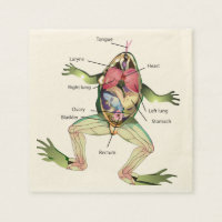 The Frog's Anatomy Illustration