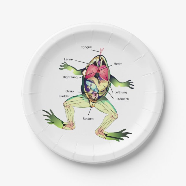 The Frog's Anatomy Illustration Paper Plate (Front)