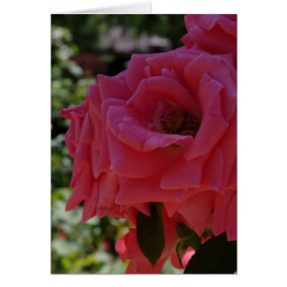 The Garden Card