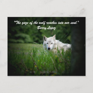 The gaze of the wolf reaches in... postcard