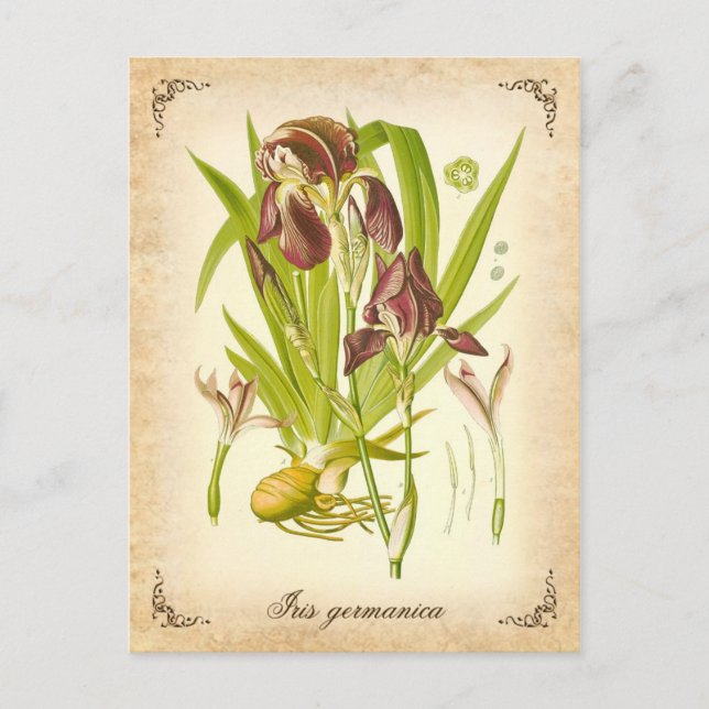 The German Iris - vintage illustration Postcard (Front)