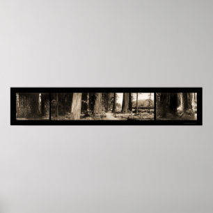 The Giant Redwoods Photo 1912 Poster