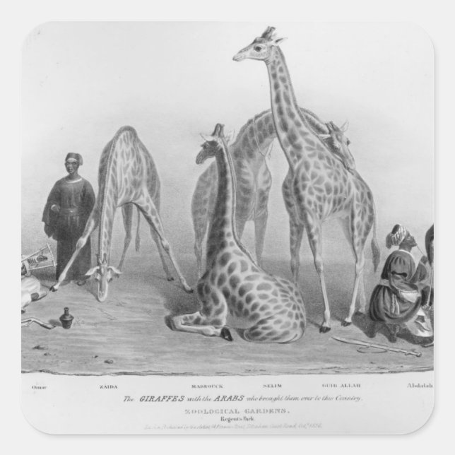 The Giraffes with the Arabs Square Sticker (Front)