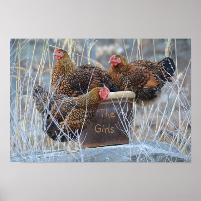 "The Girls" Chicken Poster (Front)