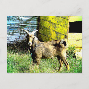 The Goat Postcard