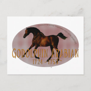 The Godolphin Arabian Postcard